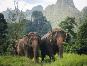 Asian elephants walking through Khao Sok National Park. Can be seen by Elephant Hills guests on a Cheow Lan Lake tour.