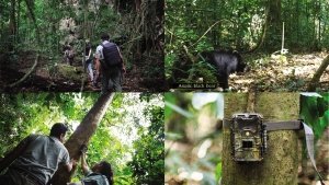 Elephant Hills Project team set and collect camera footage every other to figure out existing Wildlife at Khao Sok National Park.