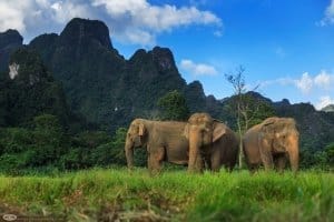 Elephants roam in chain-free ethical elephant park in Southern Thailand. Elephant Experience is included on Jungle Lake Safari tour with stay at Rainforest Camp