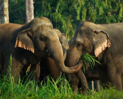 Rainforest Camp Elephants