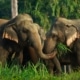 Rainforest Camp Elephants